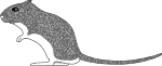 Aspect schématique du gerbille de type Grey Agouti (Agouti gris)