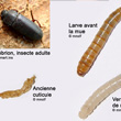 Vers de farine à plusieurs stades de leur évolution (©Mnolf, GFDL et CC ShareAlike 2.0) et insecte adulte (©Entomart)